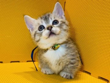 ミヌエット【神奈川県・男の子・2022年1月4日・シルバータビー&ホワイト】の写真「声掛けると鳴いて返してきます♡」