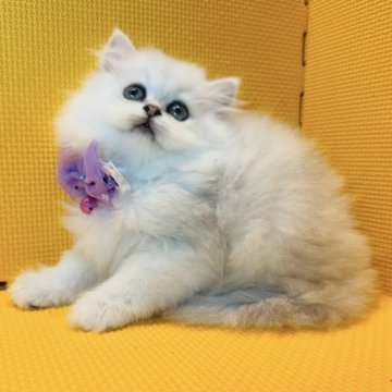 ペルシャ(チンチラ)【神奈川県・男の子・2024年4月30日・チンチラシルバー】の写真「おっとり垂れ目ちゃん♡」