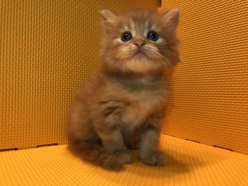 マンチカン(長足)【神奈川県・男の子・2018年2月23日・レッドタビー（長毛）】の写真「生まれた時から兄弟で一番大きな子♡」