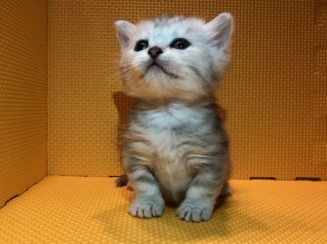 マンチカン(短足)【神奈川県・女の子・2018年2月23日・シルバーパッチドタビー（短毛）】の写真「プリプリ歩く短足ちゃん♡」