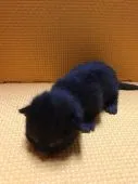 マンチカン【神奈川県・女の子・2017年5月22日・】の写真1