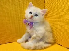 マンチカン(長足)【神奈川県・男の子・2022年4月6日・カメオタビー】の写真1