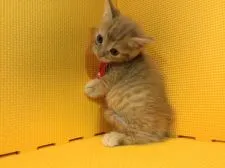 マンチカン(短足)【神奈川県・男の子・2019年6月27日・レッドタビー】の写真1