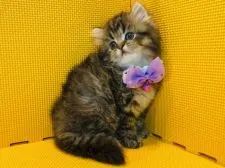 アメリカンカール【神奈川県・女の子・2021年8月20日・ブラウンタビー】の写真1「10/4撮影」