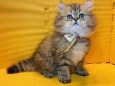 みんなの猫図鑑 チンチラペルシャ