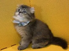 アメリカンカール【神奈川県・女の子・2020年11月2日・ブラウンタビー】の写真1「12/19撮影」