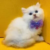 マンチカン(長足)【神奈川県・男の子・2022年10月16日・レッドタビー&ホワイト】の写真1