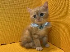 ラムキン【神奈川県・男の子・2020年8月24日・レッドタビー&ホワイト】の写真2