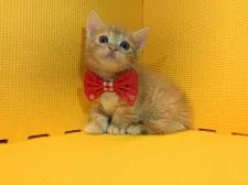 マンチカン(短足)【神奈川県・男の子・2019年6月27日・レッドタビー】の写真2