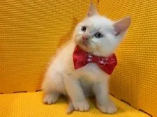 ミヌエット【神奈川県・男の子・2016年9月20日・フレームポイント】の写真2