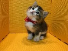 アメリカンカール【神奈川県・男の子・2017年2月17日・ブラウンタビー&ホワイト】の写真2