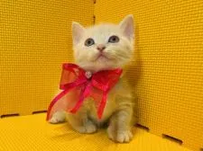 マンチカン(短足)【神奈川県・女の子・2021年5月18日・クリームタビー】の写真3