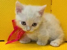 マンチカン(短足)【神奈川県・女の子・2021年5月18日・クリームタビー】の写真4