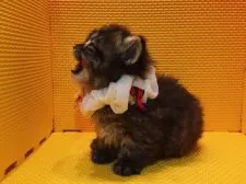 マンチカン【神奈川県・男の子・2016年8月31日・】の写真4