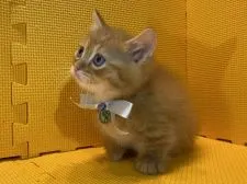 マンチカン(短足)【神奈川県・男の子・2020年9月29日・レッドタビー】の写真4