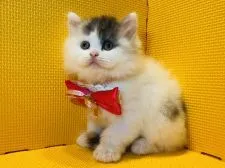 マンチカン(長足)【神奈川県・女の子・2022年4月6日・キャリコ】の写真5