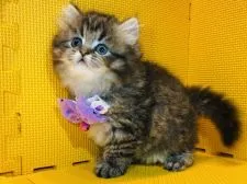 アメリカンカール【神奈川県・女の子・2021年8月20日・ブラウンタビー】の写真5