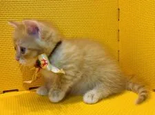 マンチカン(短足)【神奈川県・女の子・2021年5月18日・レッドタビー】の写真5