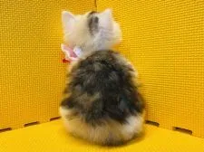 マンチカン(長足)【神奈川県・女の子・2021年10月1日・】の写真5