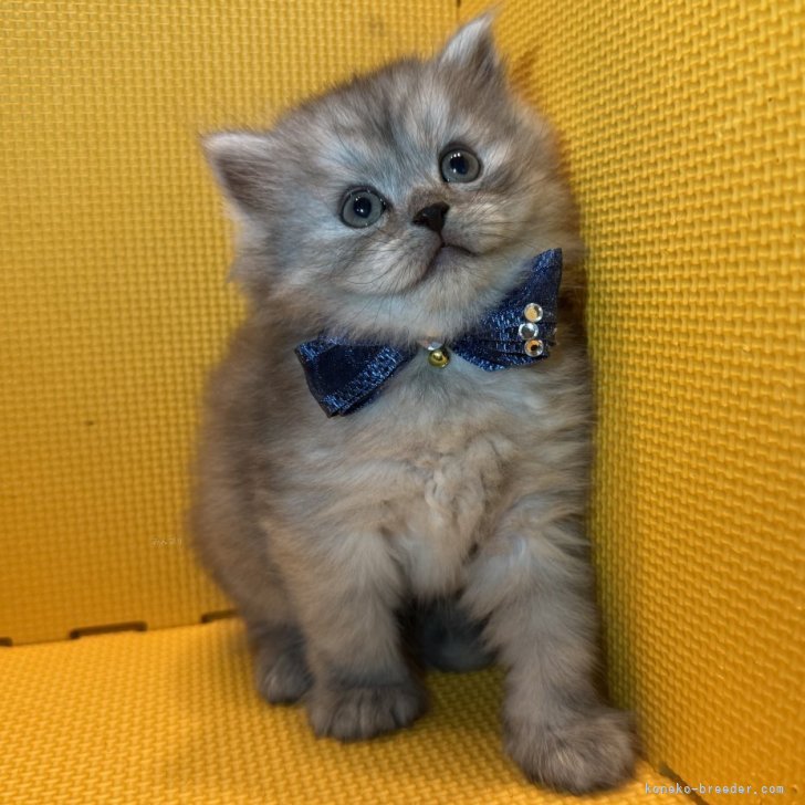 ブリーダー画像