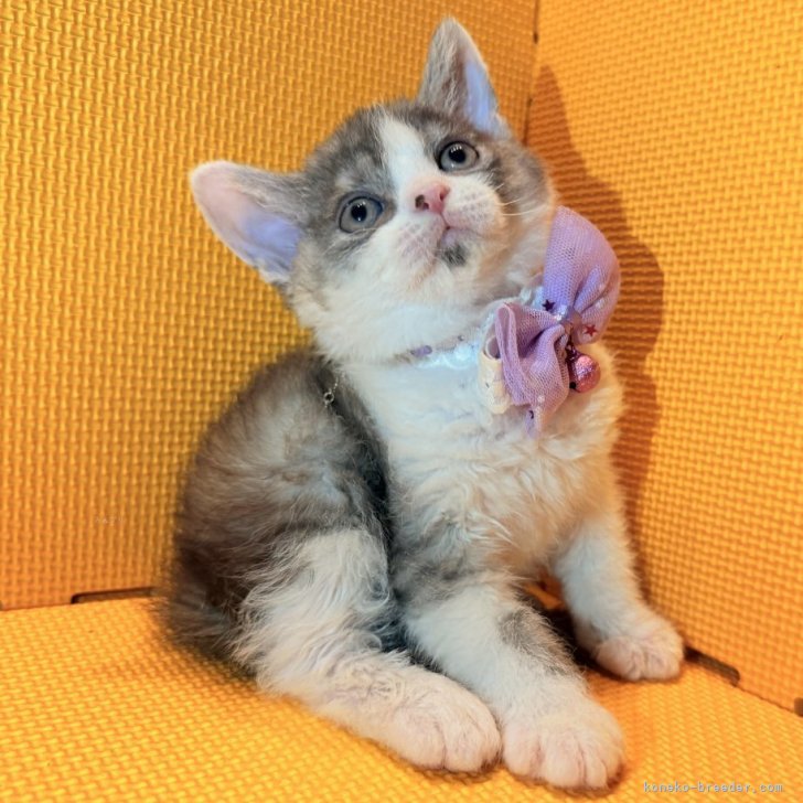 ブリーダー画像