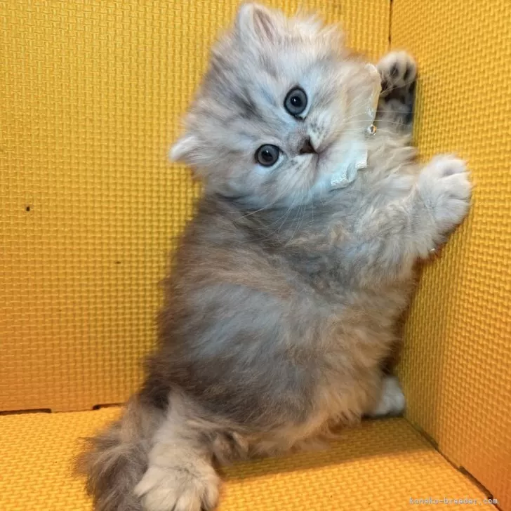 ID：2510-02966の子猫