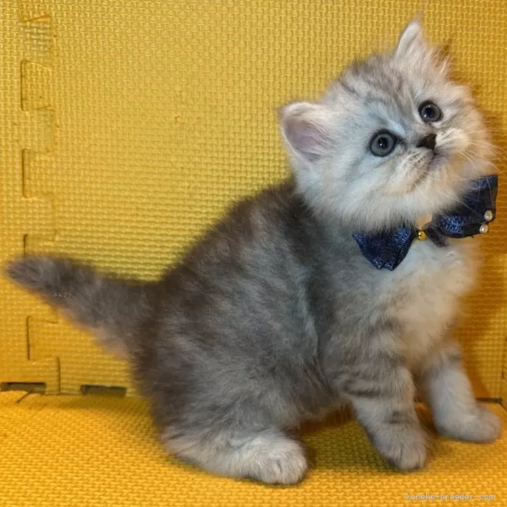 ID：2504-03051の子猫