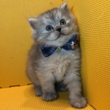 ミヌエット(長足)【神奈川県・男の子・2025年9月20日・ブラックスモーク（ロング）】の写真「人懐こさ満点の男の子♡」