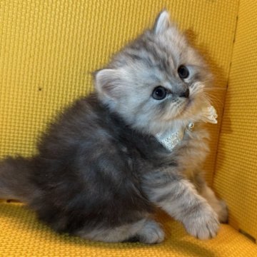 ミヌエット(長足)【神奈川県・男の子・2025年9月22日・シルバータビー（ロング）】の写真「本当によく食べます♡」