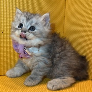 ミヌエット(長足)【神奈川県・女の子・2025年9月22日・シルバータビー（ロング）】の写真「陽気なおっとりさん♡」