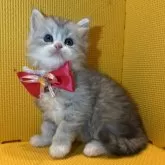 ミヌエット(長足)