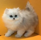 ペルシャ(チンチラ)