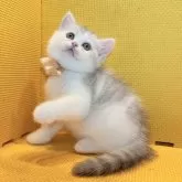 アメリカンカール