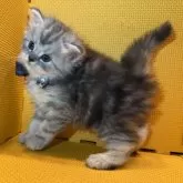 ミヌエット(長足)