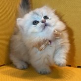 ミヌエット
