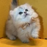 ミヌエット(短足)