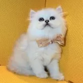 ペルシャ(チンチラ)