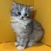 ミヌエット(長足)【神奈川県・女の子・2025年9月20日・シルバータビー&ホワイト】の写真2