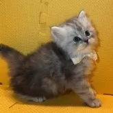 ミヌエット(長足)【神奈川県・男の子・2025年9月22日・シルバータビー】の写真2