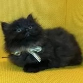 ミヌエット(長足)【神奈川県・女の子・2026年1月20日・ブラック】の写真2