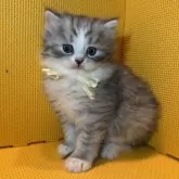 ミヌエット(長足)【神奈川県・女の子・2025年9月20日・シルバータビー&ホワイト】の写真3