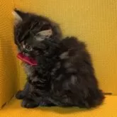 ミヌエット(長足)【神奈川県・女の子・2025年9月24日・ブラウンタビー】の写真3