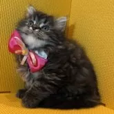 ミヌエット(長足)【神奈川県・女の子・2025年9月24日・ブラウンタビー】の写真4