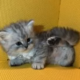 ミヌエット(長足)【神奈川県・男の子・2025年9月22日・シルバータビー】の写真5