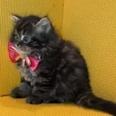 ミヌエット(長足)【神奈川県・女の子・2025年9月24日・ブラウンタビー】の写真6