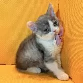 セルカークレックス【神奈川県・男の子・2025年7月11日・シルバータビー&ホワイト】の写真7