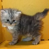 ミヌエット(長足)【神奈川県・男の子・2025年9月22日・シルバータビー】の写真8