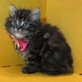 ミヌエット(長足)【神奈川県・女の子・2025年9月24日・ブラウンタビー】の写真8