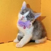 セルカークレックス【神奈川県・男の子・2025年7月11日・シルバータビー&ホワイト】の写真9