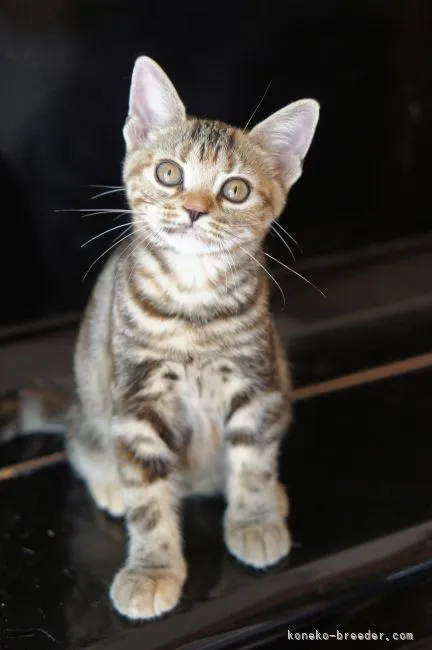 N.H 様のお迎えした子猫